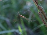 Tetragnathidae